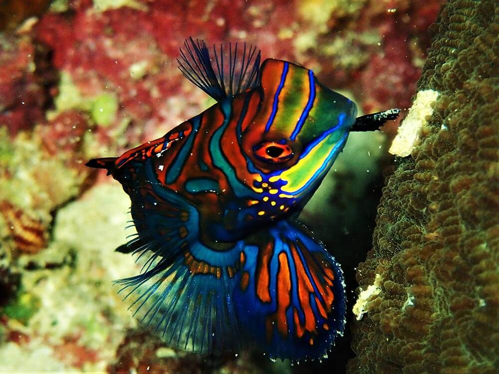 Mandarinfish - Moalboal Reef Species