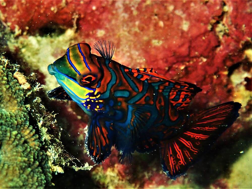 Mandarinfish - Moalboal Reef Species