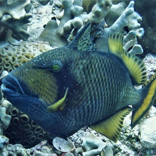 Titan triggerfish - Moalboal Reef Species