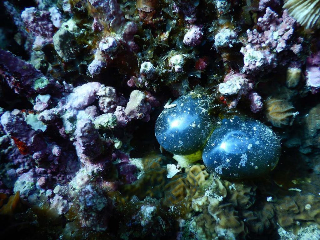 Sailor's eyeball - Moalboal Reef Species