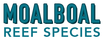 Moalboal Reef Species
