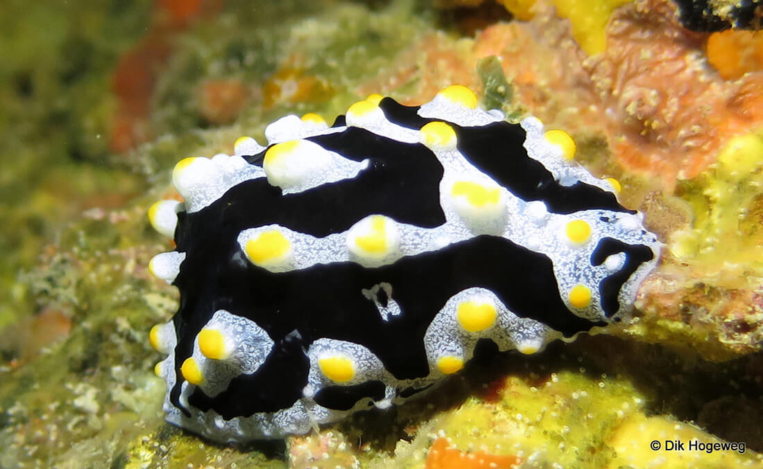 Phyllidia varicosa