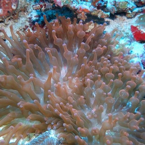 Bubble-tip anemone - Moalboal Reef Species