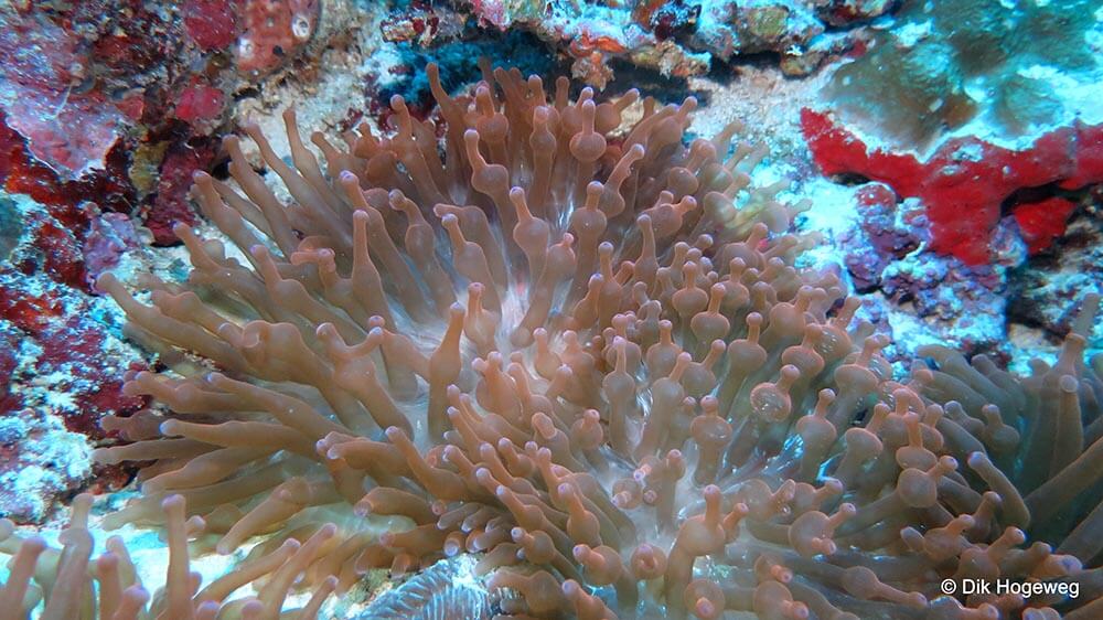 Bubble-tip anemone - Moalboal Reef Species