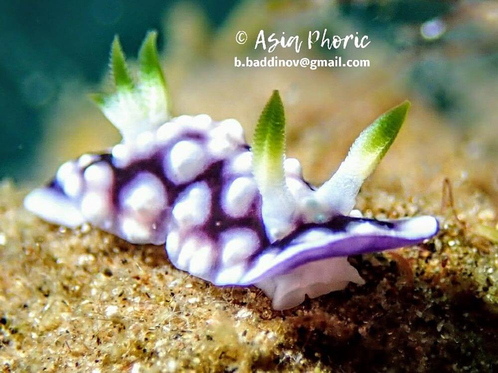 Geometric chromodoris - Moalboal Reef Species