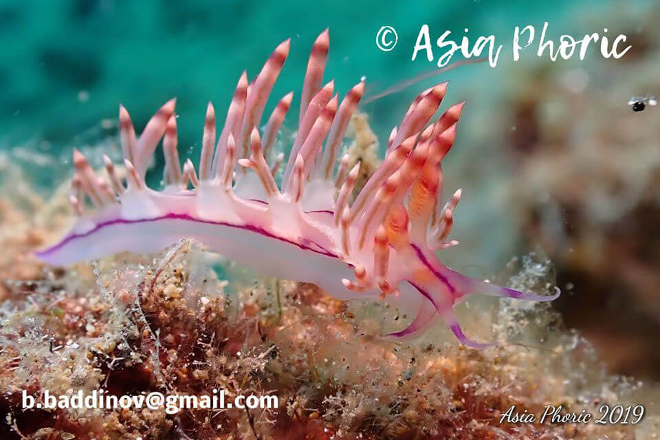 Redline flabellina