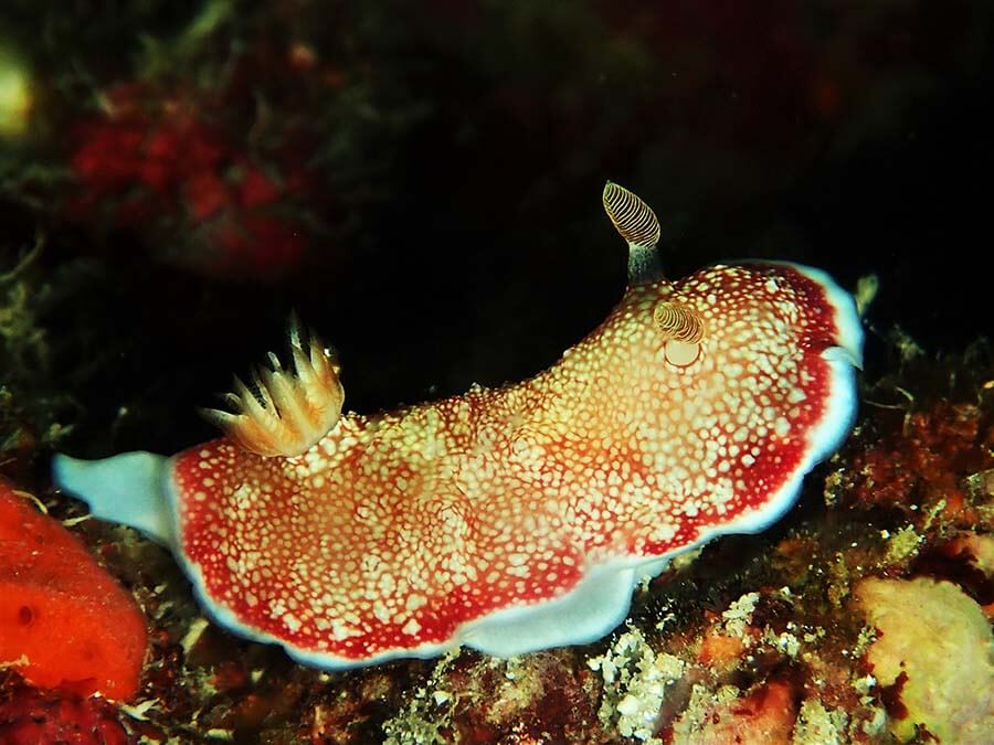 Reticulated chromodoris - Moalboal Reef Species
