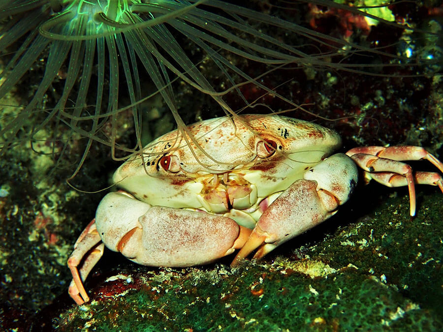 Spiny porcelain crab