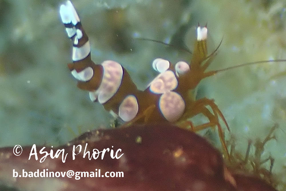 White-spotted anemone shrimp