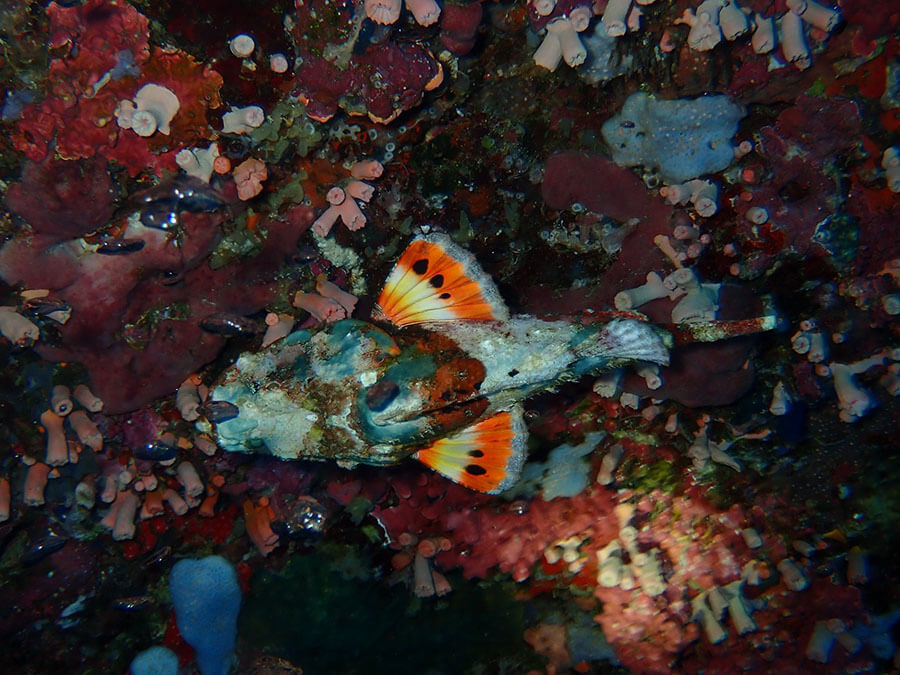 Devil scorpionfish