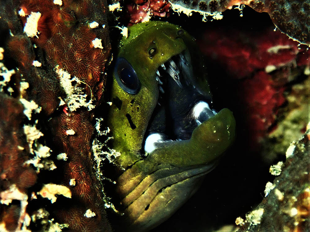 Bentjaw moray