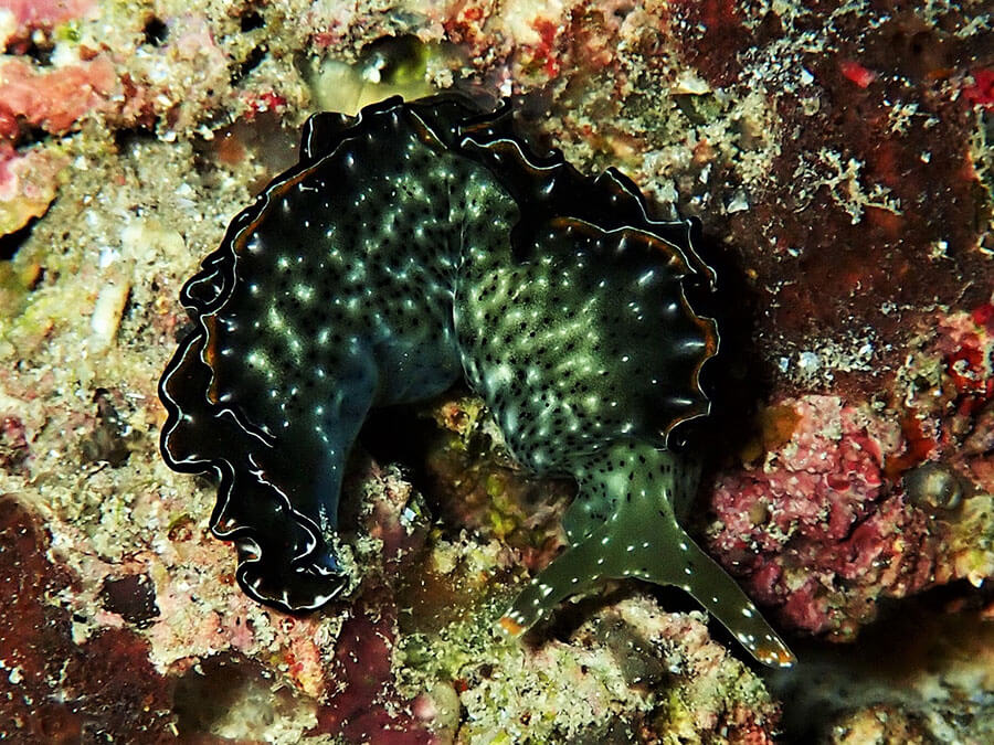 Headshield sea slug