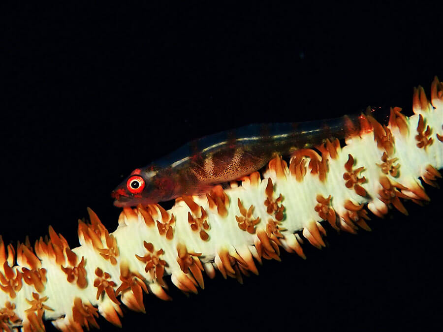 Large whip goby