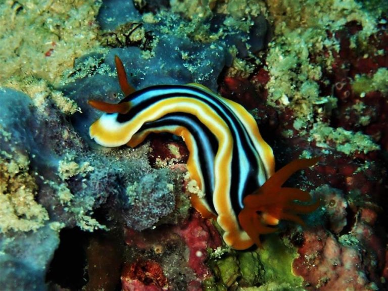 Magnificent chromodoris - Moalboal Reef Species