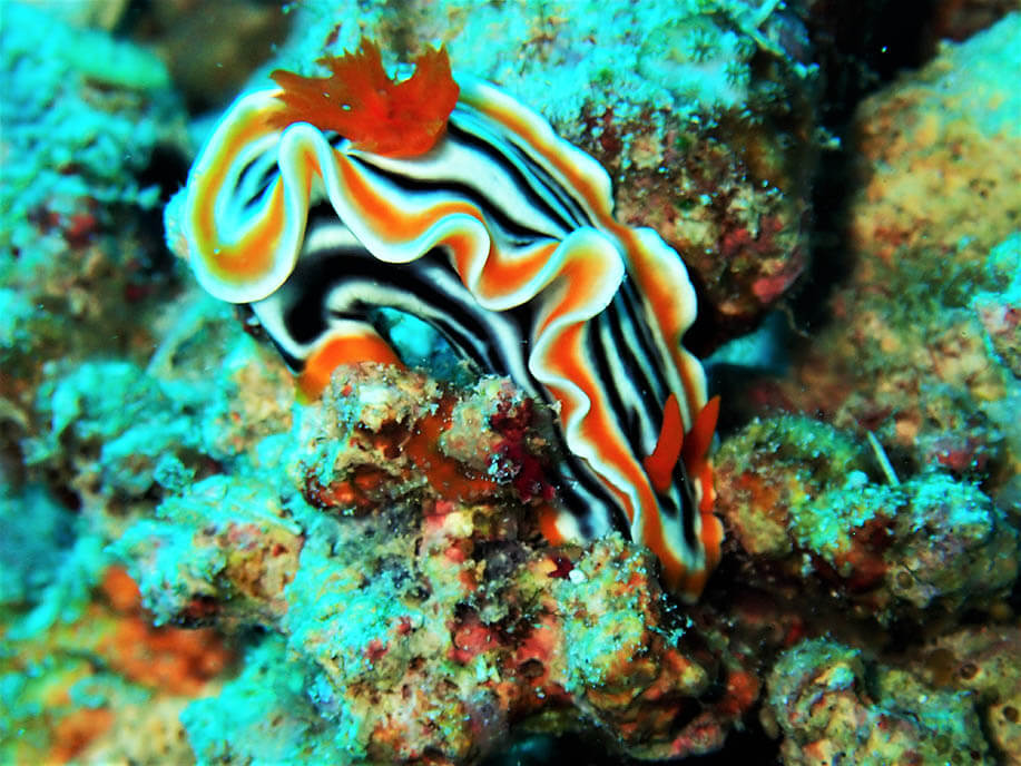 Magnificent chromodoris