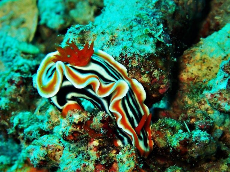 Magnificent chromodoris - Moalboal Reef Species