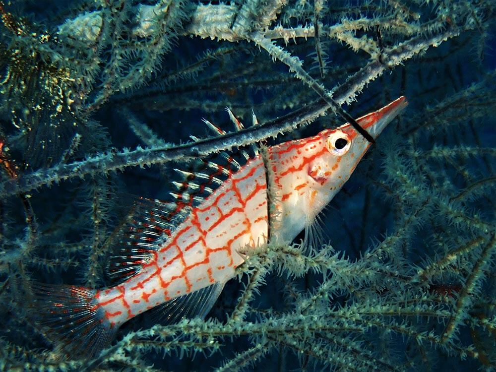 Longnose hawkfish