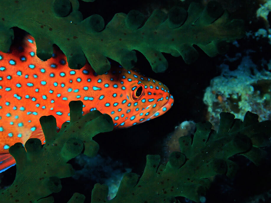 Coral grouper - Moalboal Reef Species