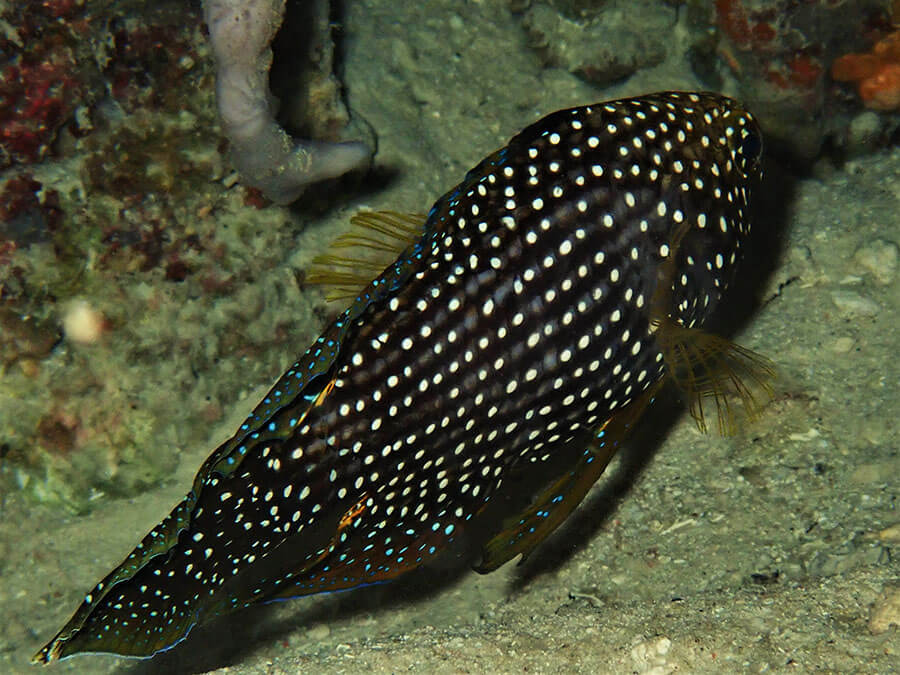 White-spotted wrasse