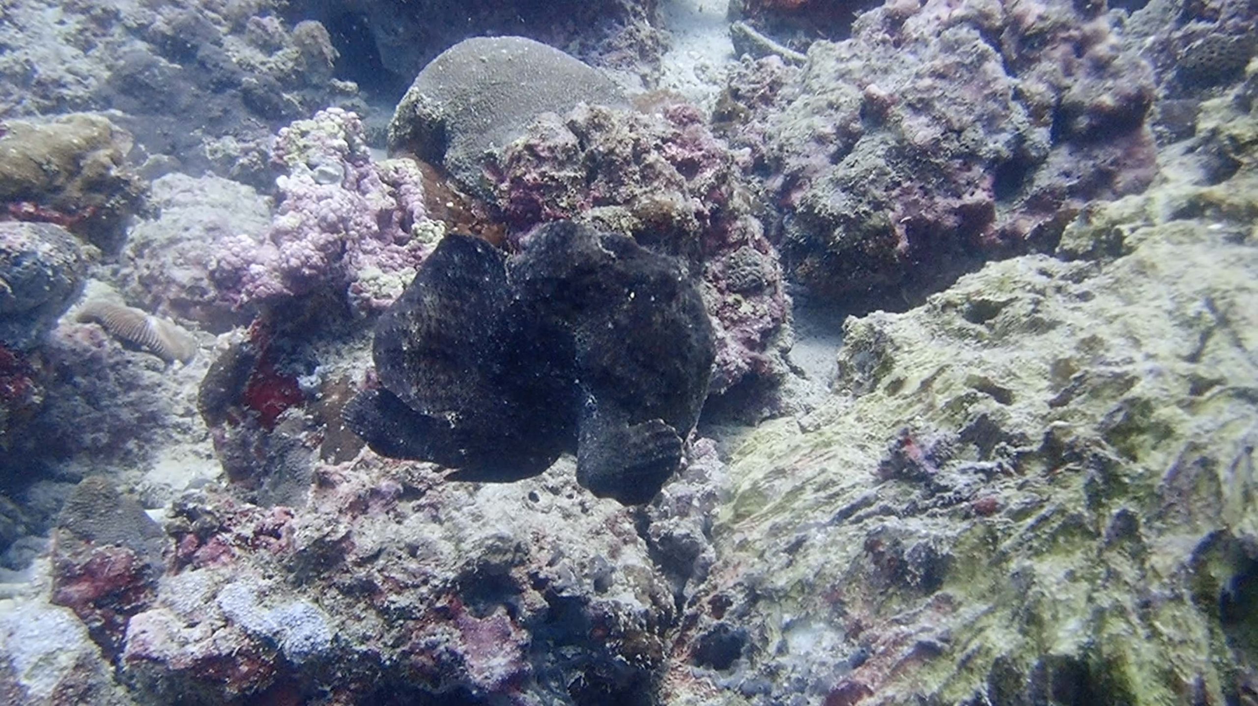 Commerson's frogfish - Moalboal Reef Species