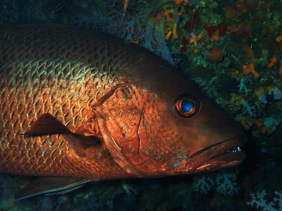 Epaulette soldierfish