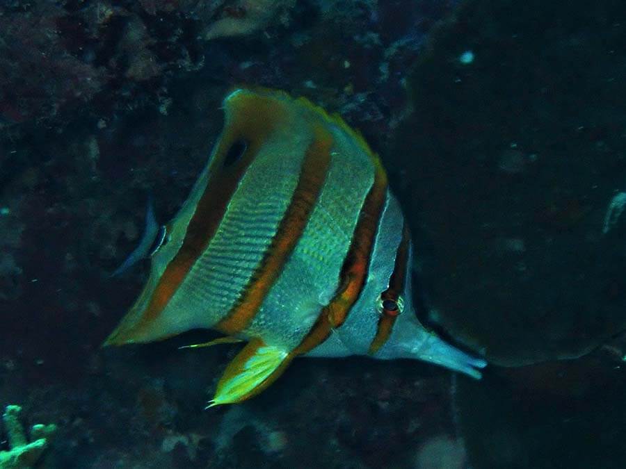 Highfin coralfish