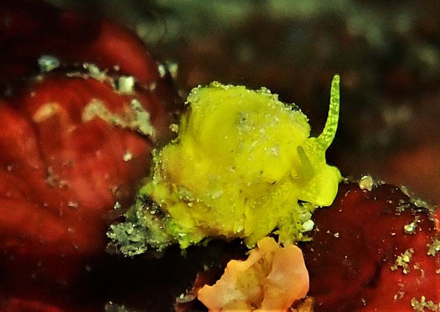 Lemon nudibranch