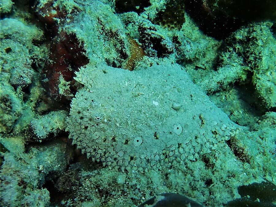 Leopard flounder