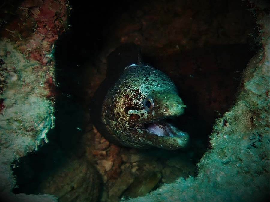 Reticulated moray