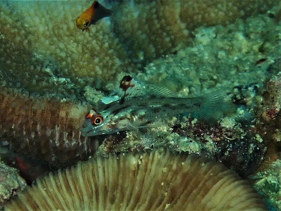 Sand shrimp goby