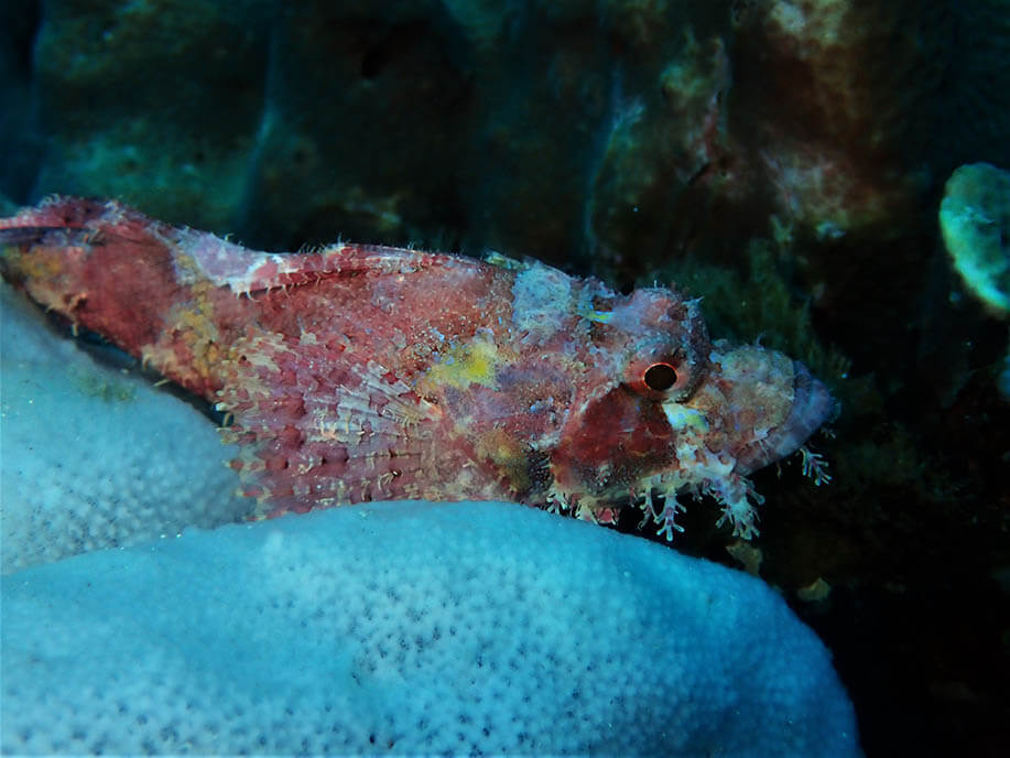 Tasseled scorpionfish