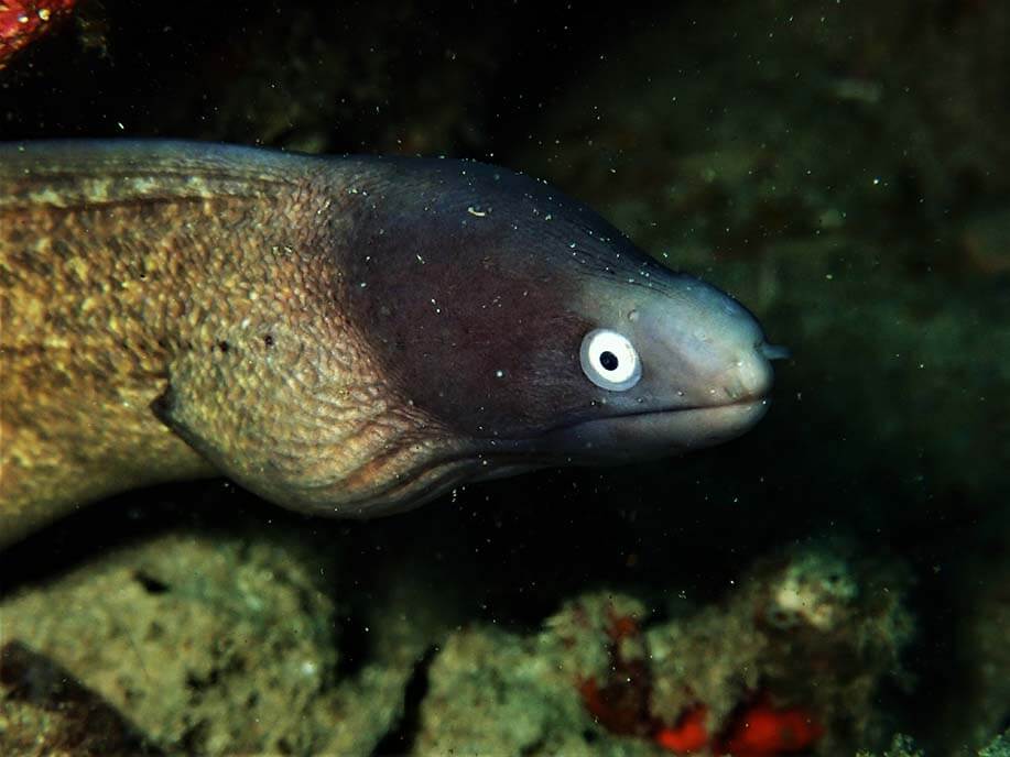 White-eyed moray