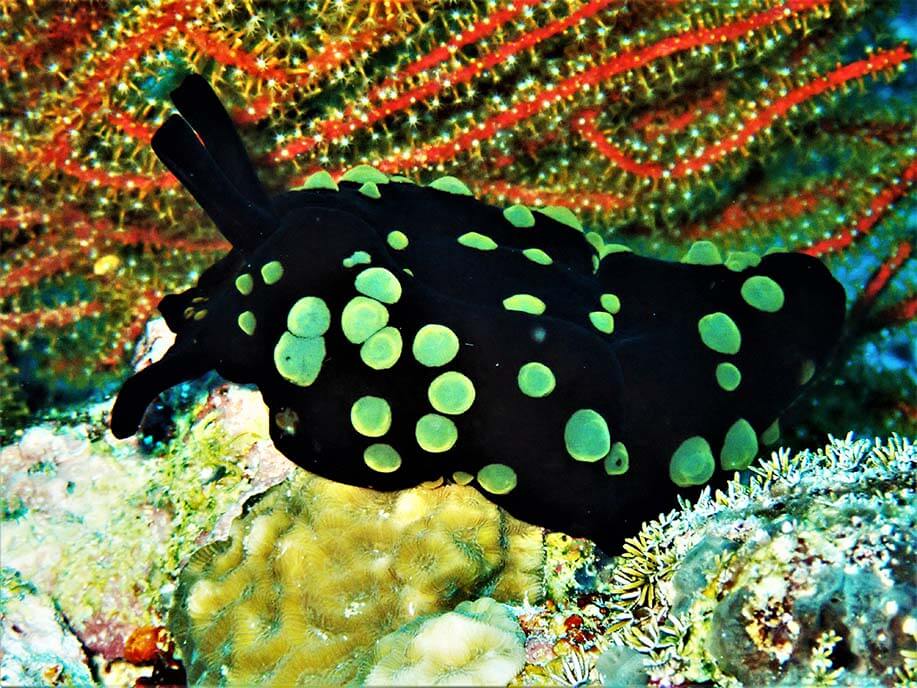 Crested nembrotha