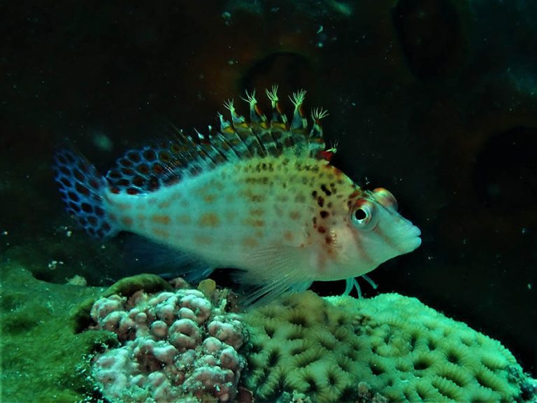 Dwarf hawkfish - Moalboal Reef Species