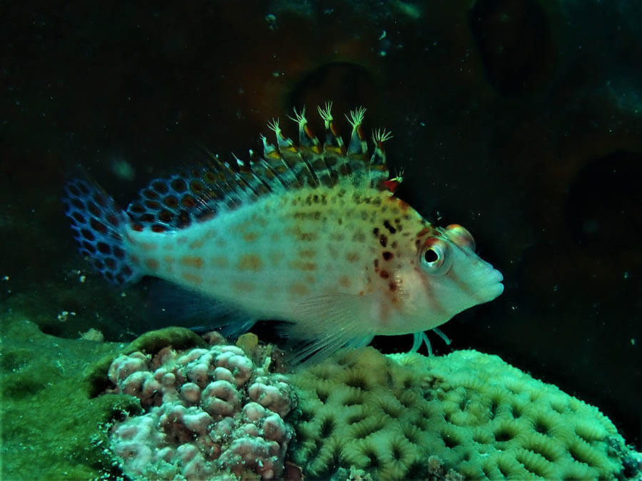 Dwarf hawkfish