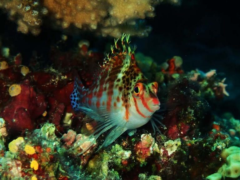 Dwarf hawkfish - Moalboal Reef Species