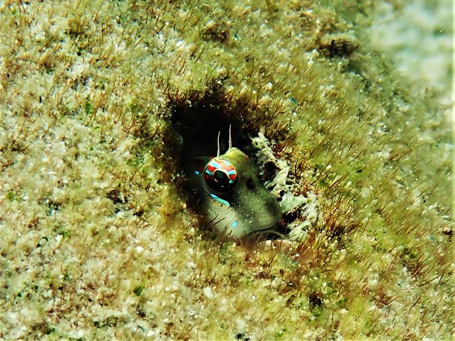 Red-spotted blenny