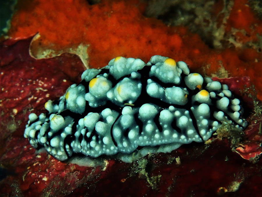 Spotted porcelain crab