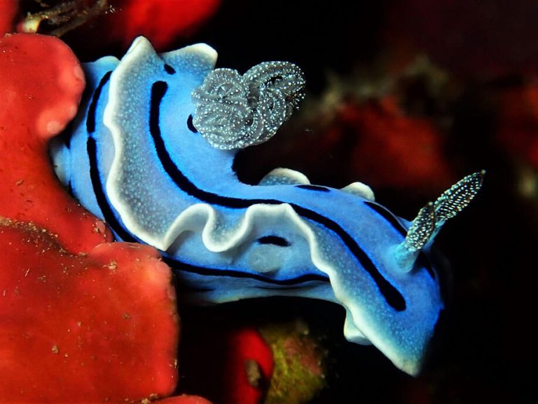 Willan's chromodoris - Moalboal Reef Species